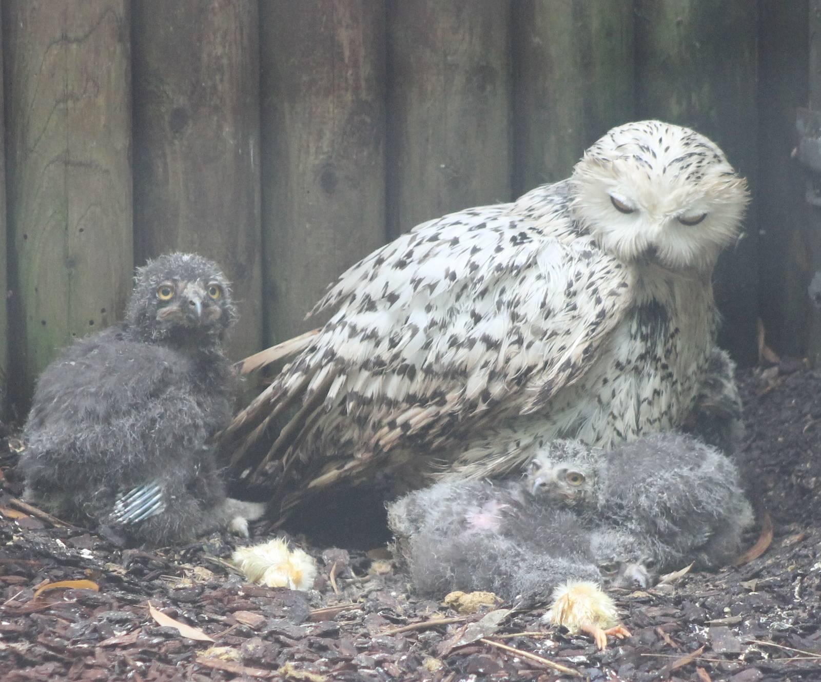 Snowy owl with chicks and chicks