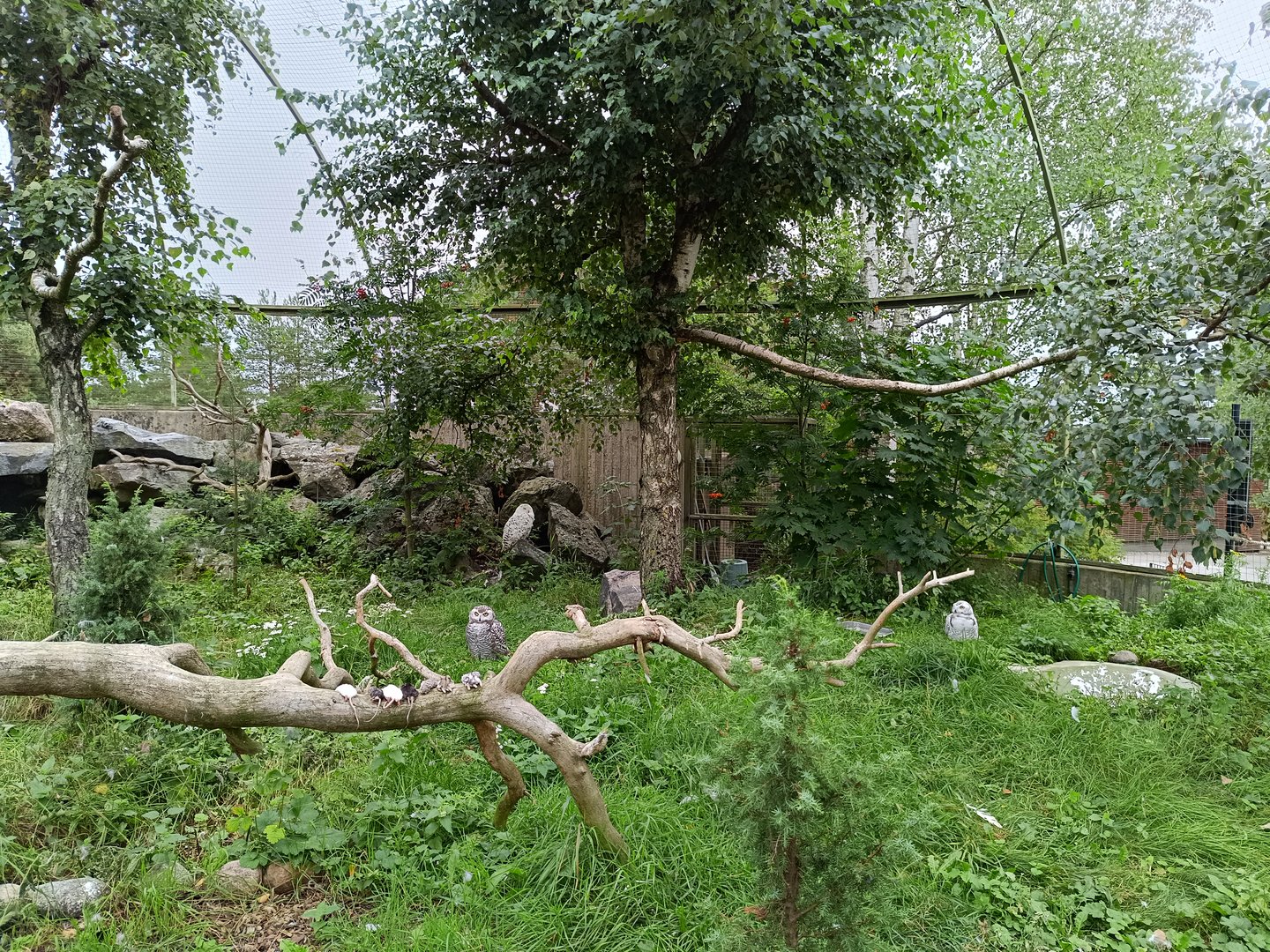Snowy owl with chicks