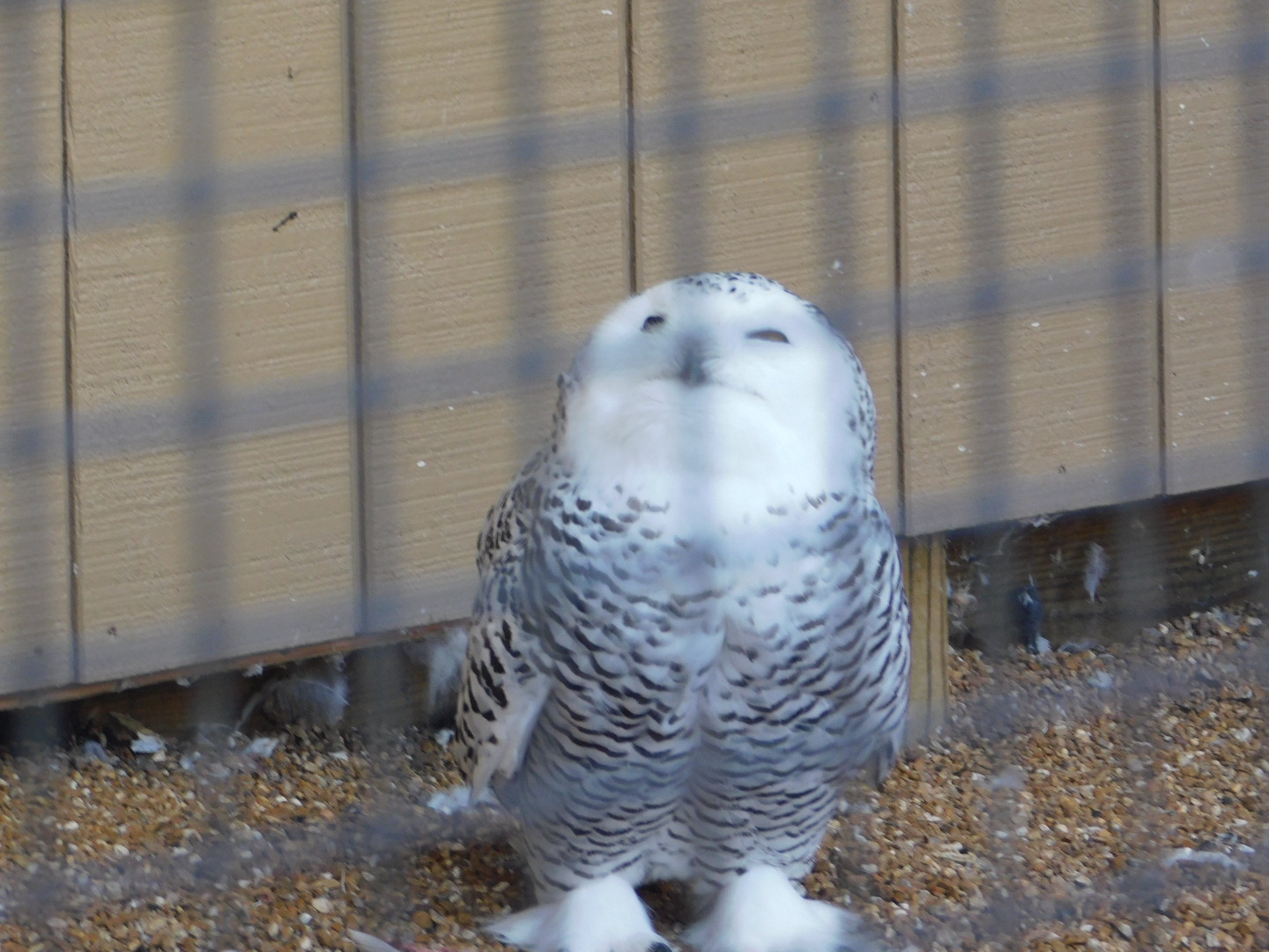 Snowy Owl- World Bird Sanctuary February 2022
