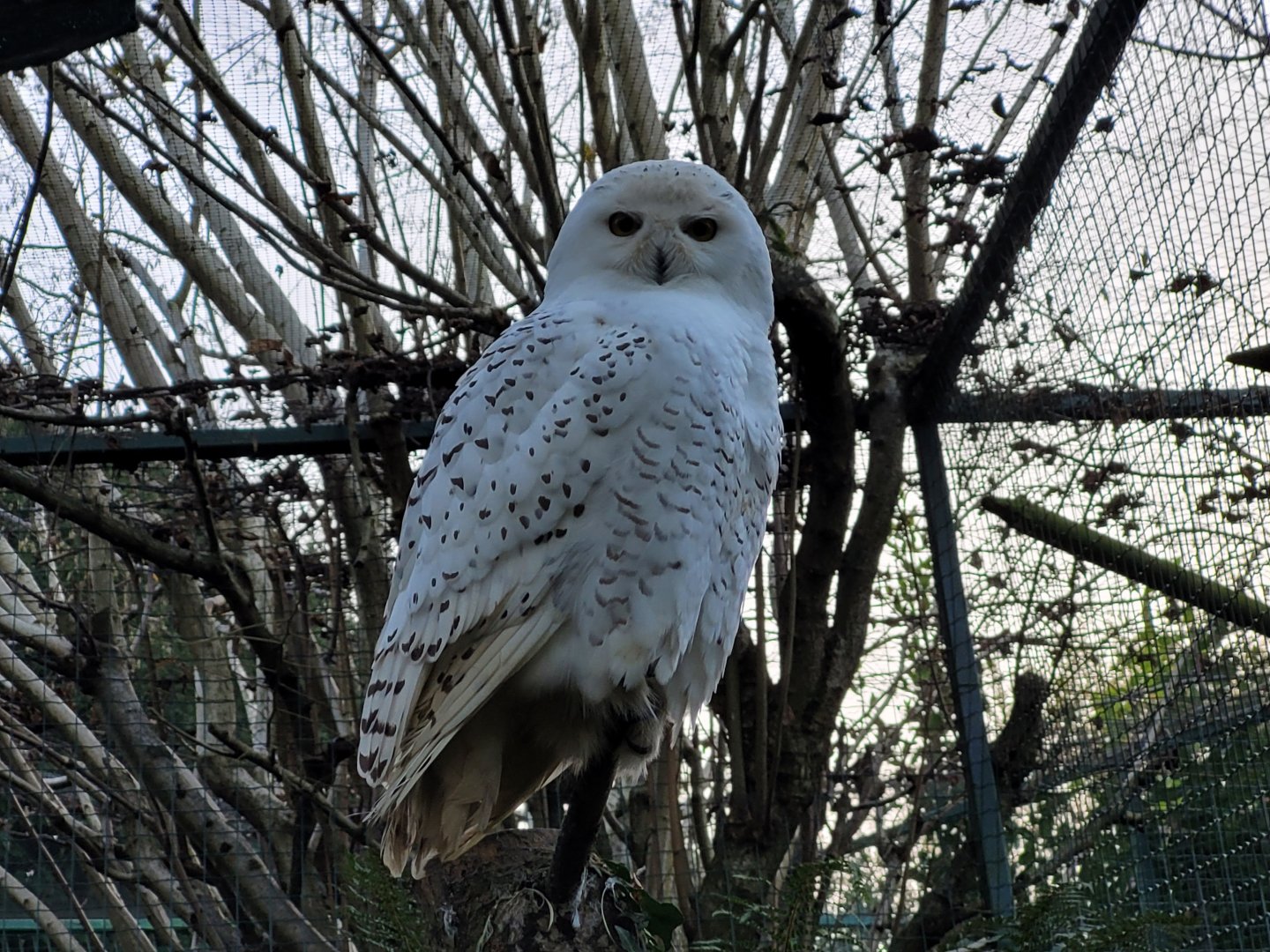 Snowy owl -Zoo de Santillana del Mar (2023)