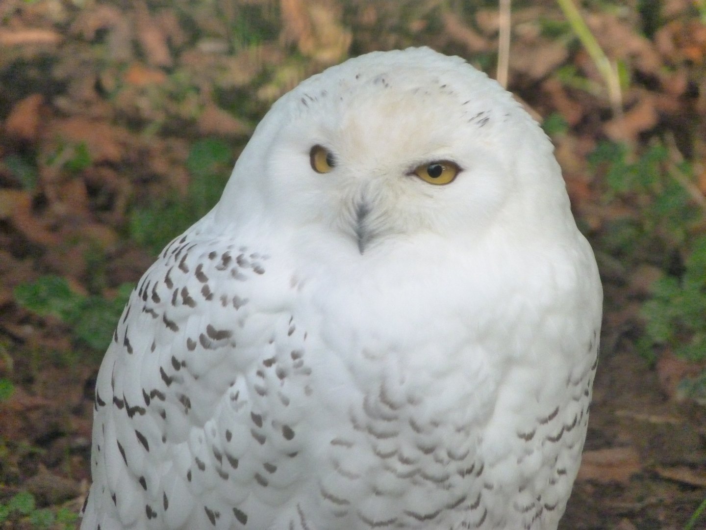 Snowy owl -Zoo de Santillana del Mar (2024)