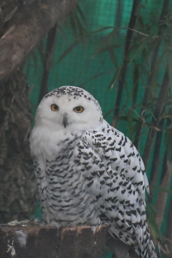 Snowy Owl (Zoo Lourosa)