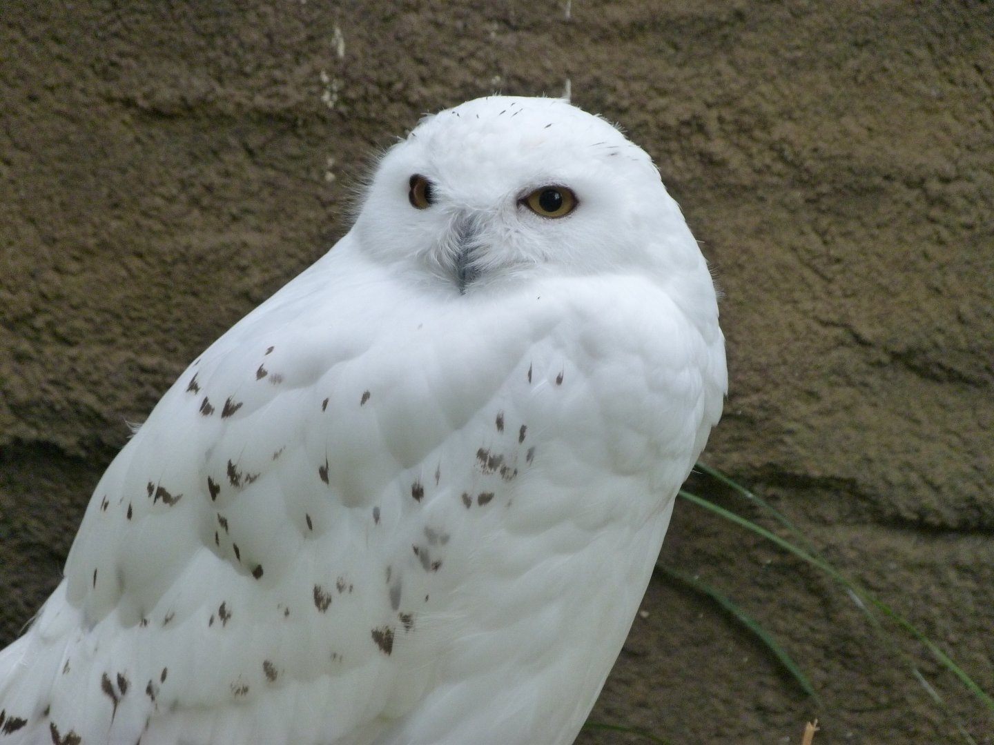 Snowy owl -Zoologischer Garten Berlin (2024)