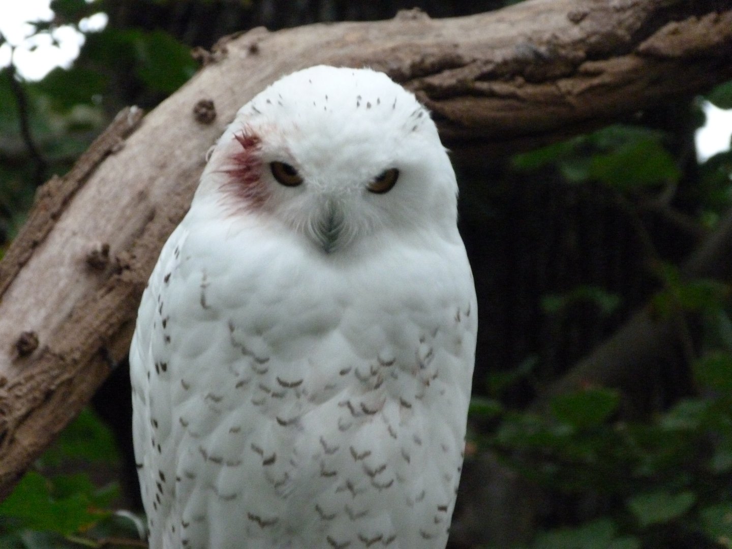 Snowy owl -Zoologischer Garten Berlin (2024)