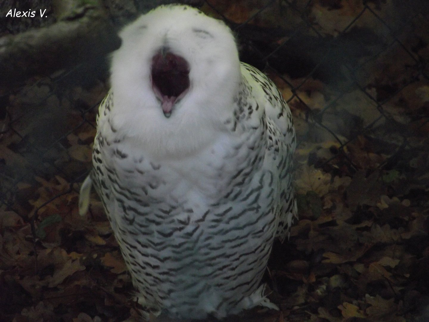 Snowy Owl - Zooparc de Beauval - 10/2020