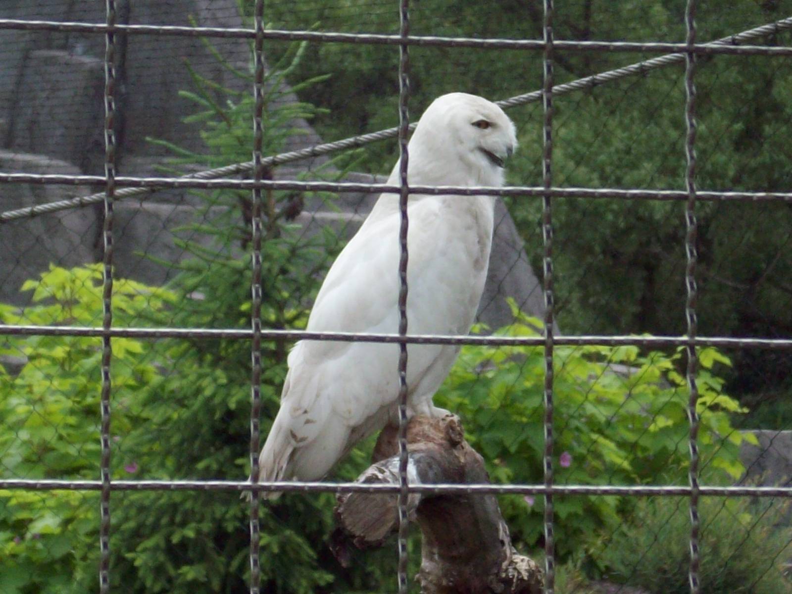 Snowy Owl