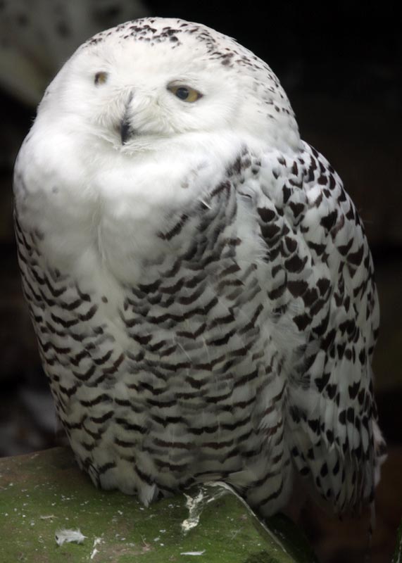 Snowy owl