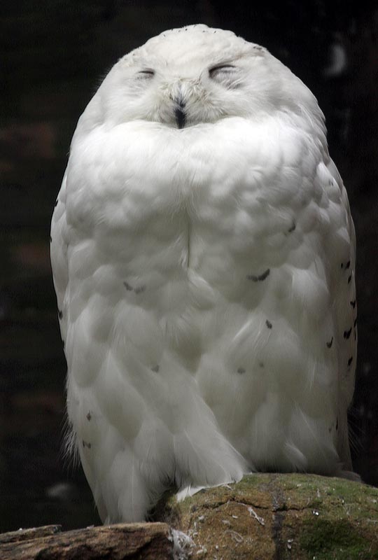 Snowy owl
