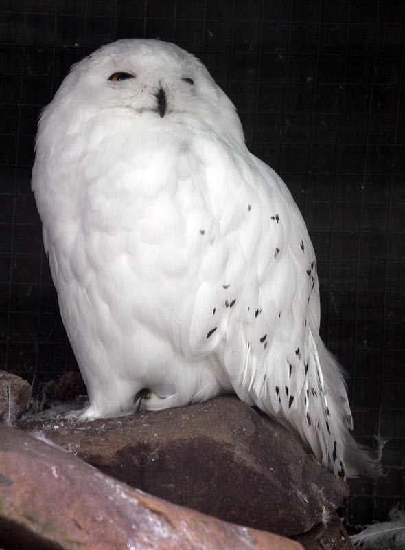 Snowy owl