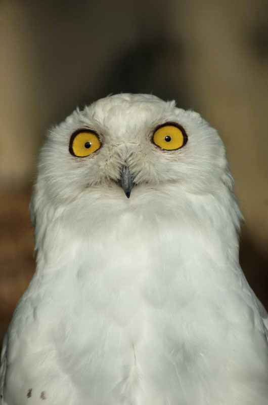 Snowy owl