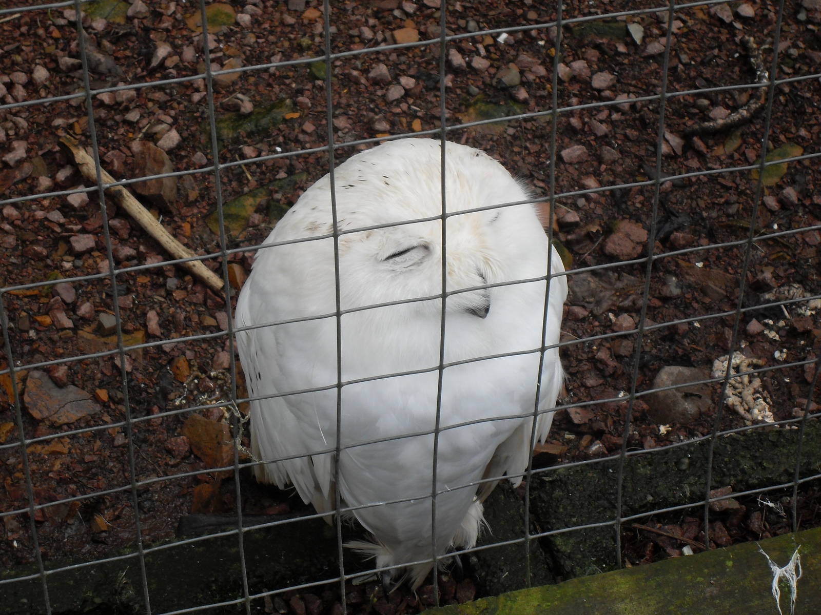 Snowy owl