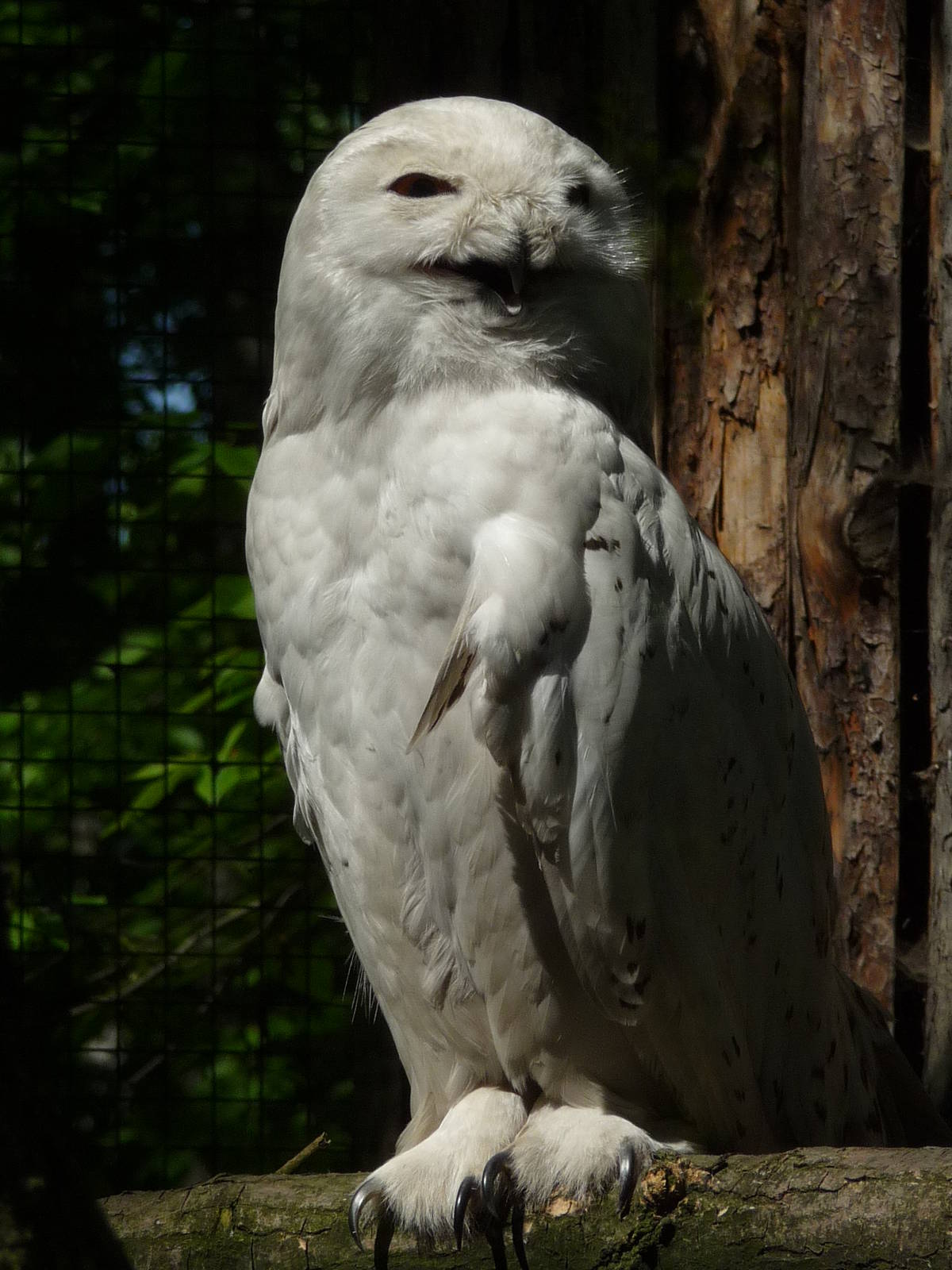 Snowy Owl