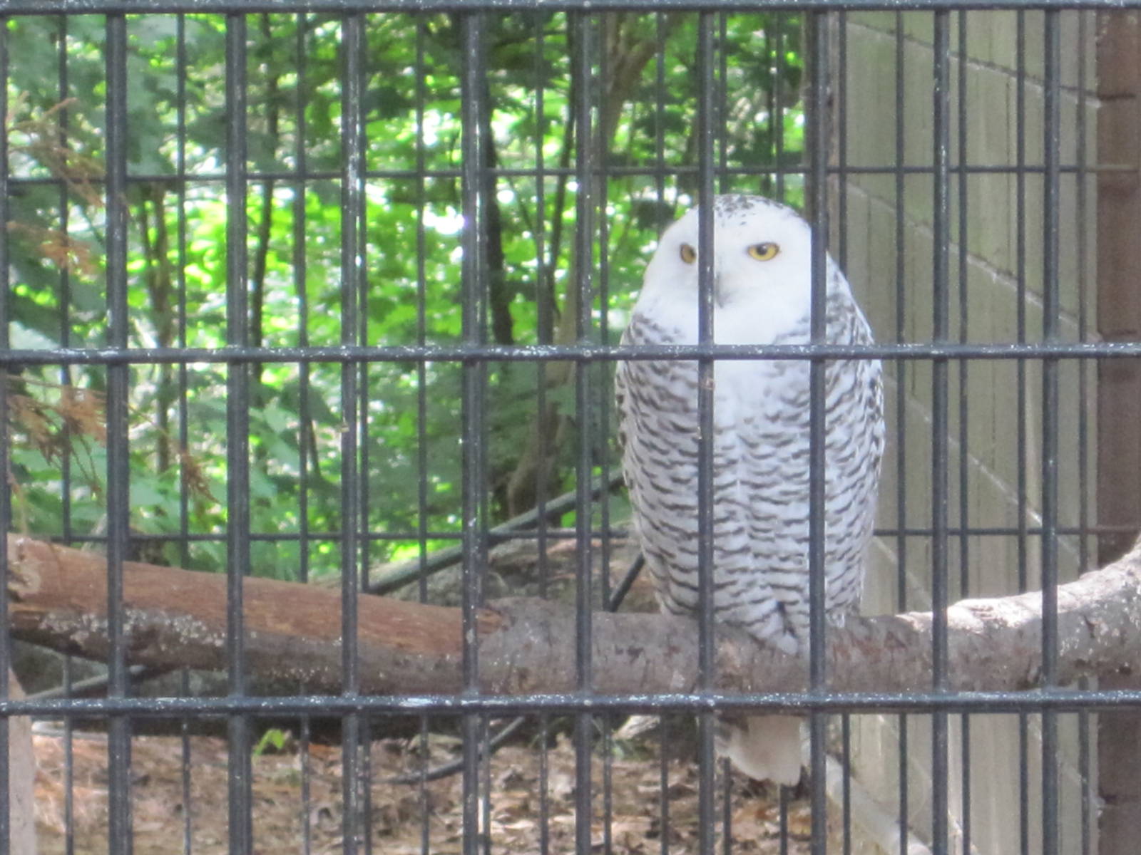 Snowy Owl