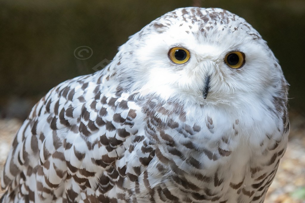Snowy Owl