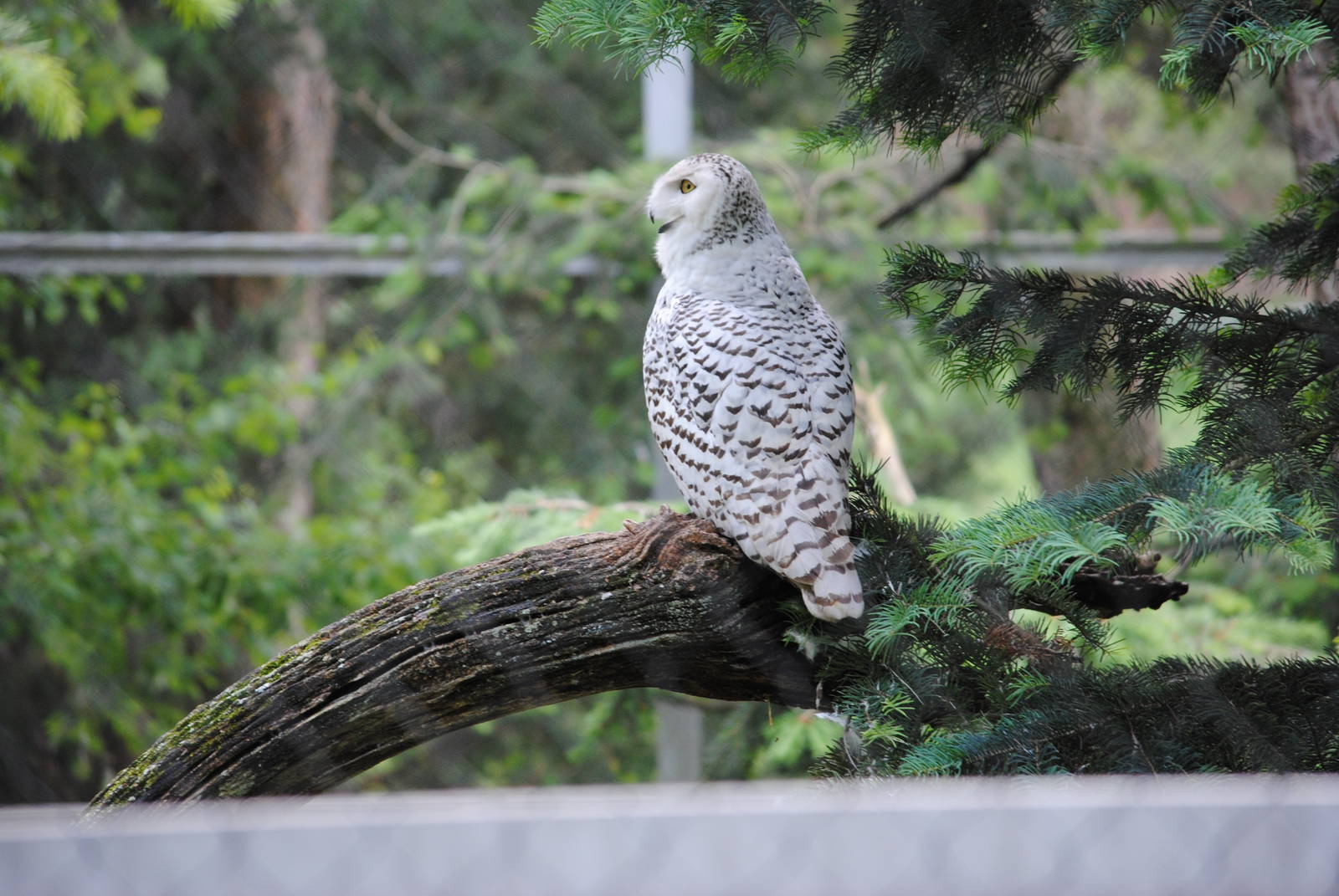Snowy Owl