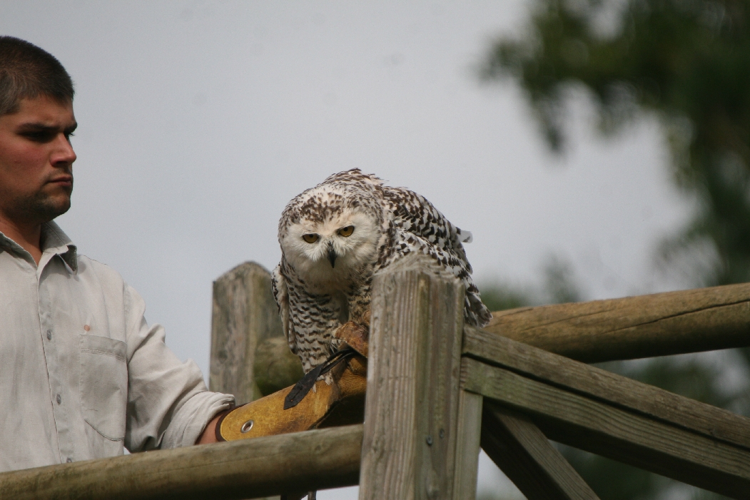 Snowy Owl