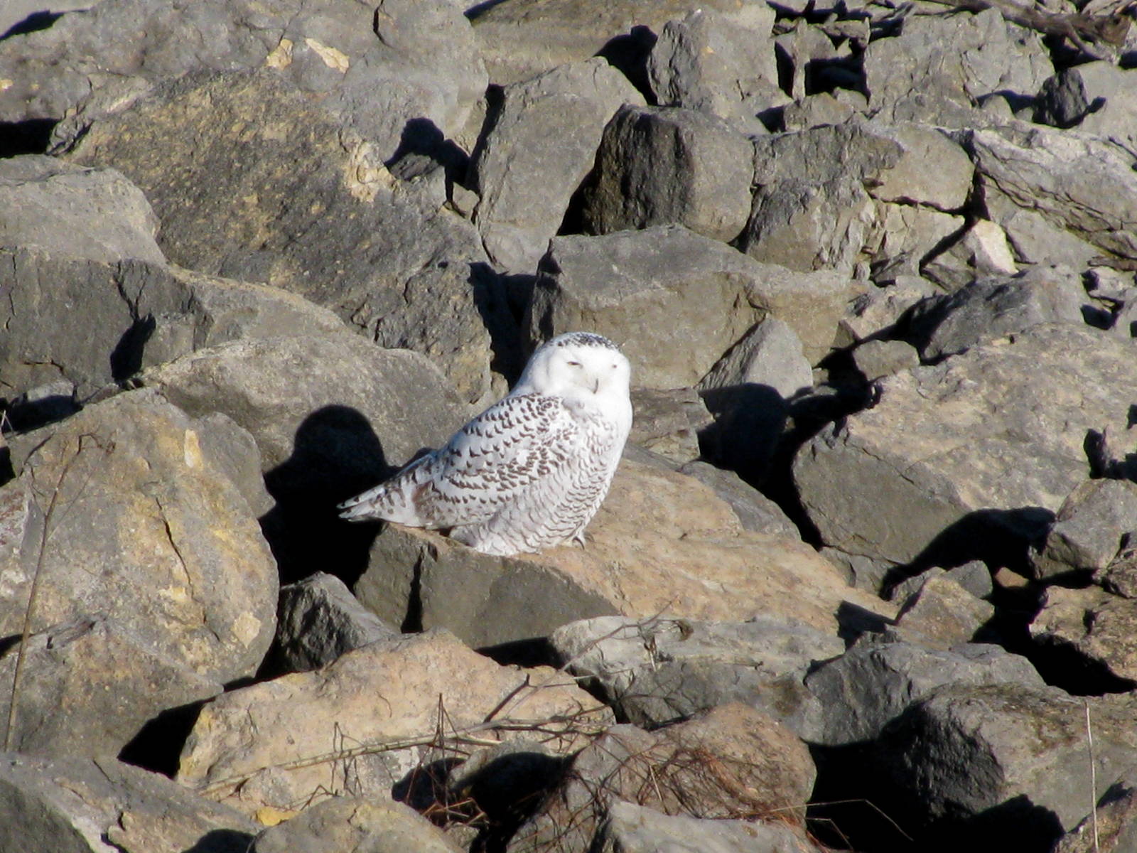 Snowy Owl