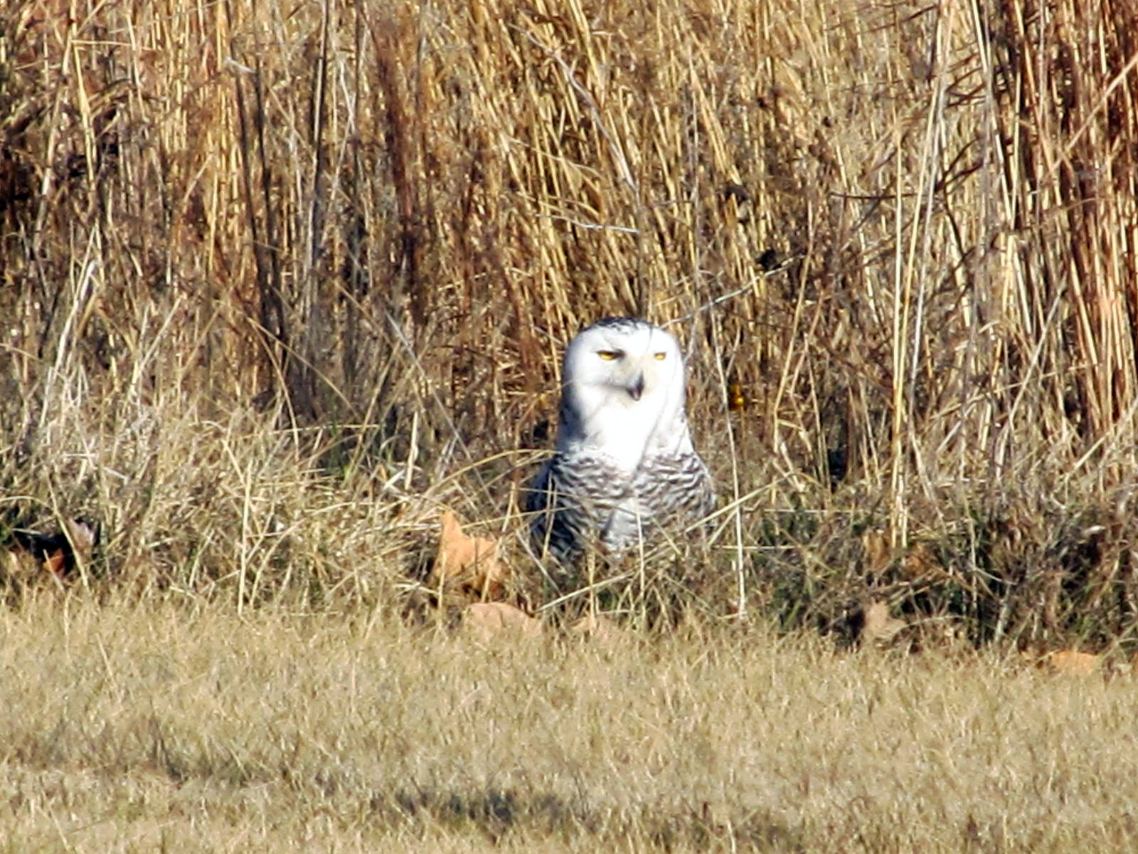 Snowy Owl