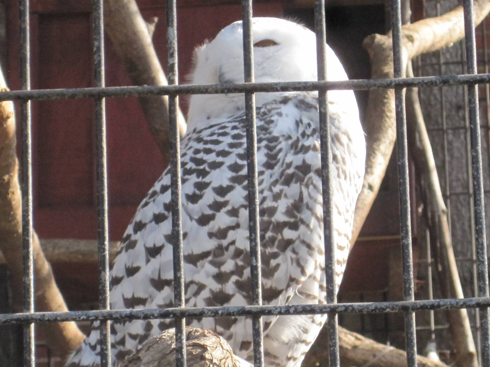 Snowy Owl