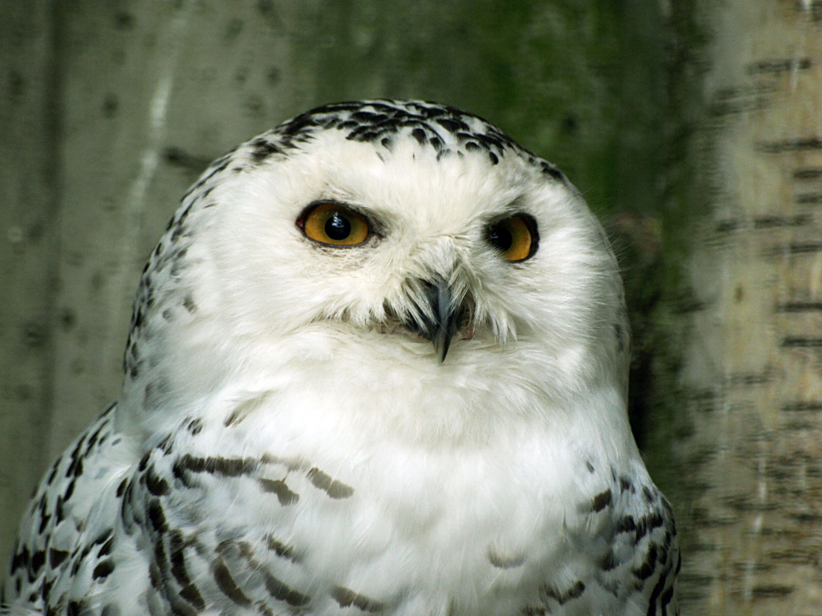 Snowy owl