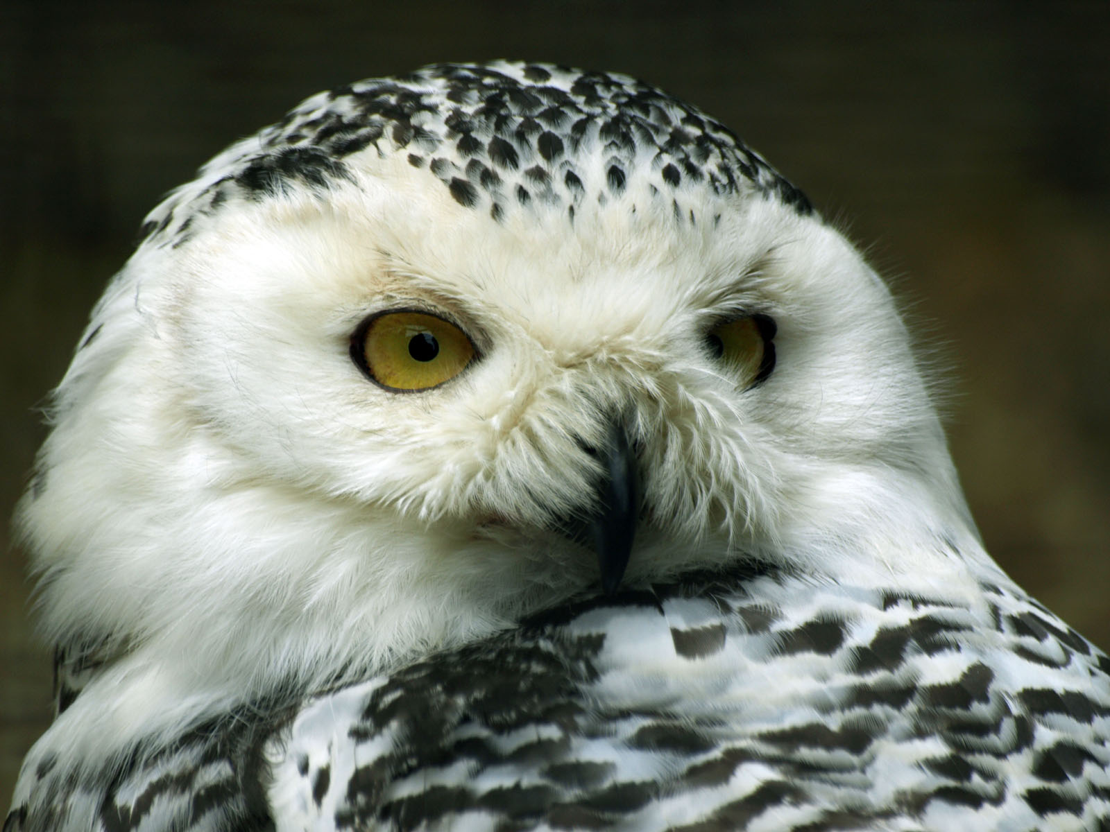 Snowy owl
