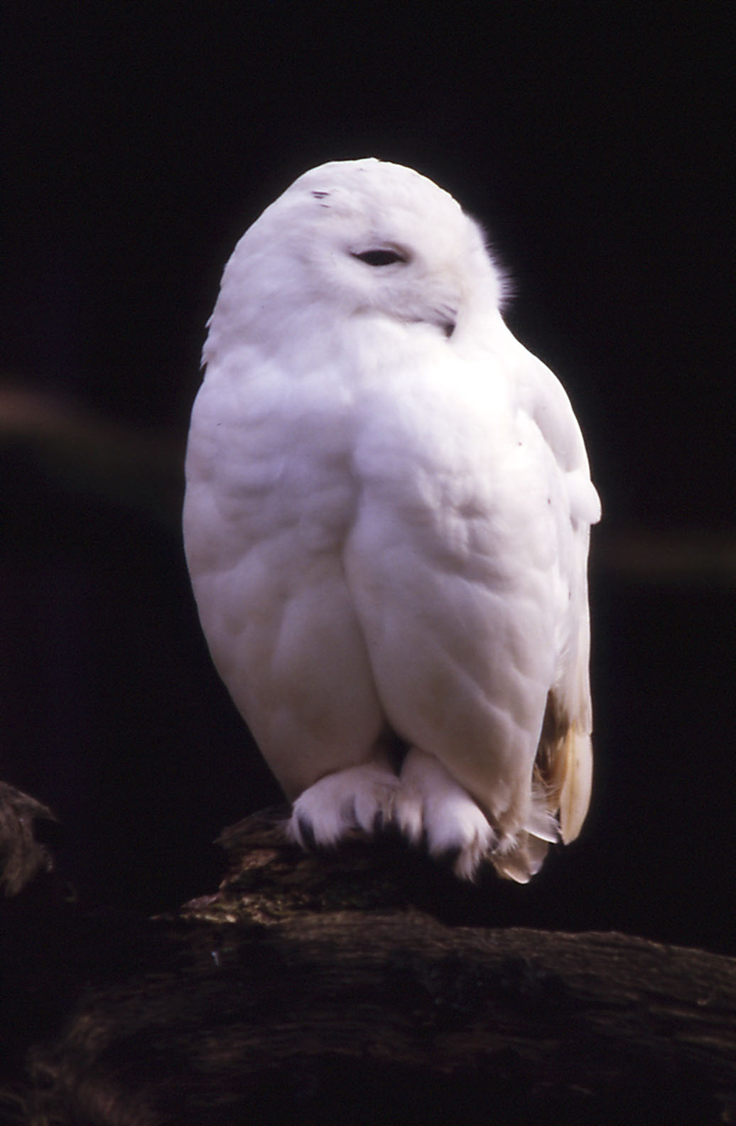 Snowy Owl