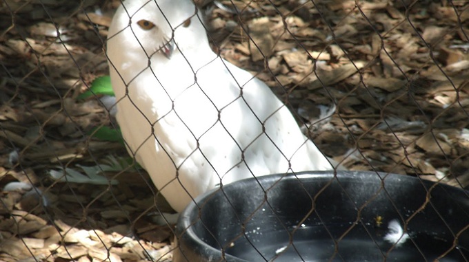 Snowy Owl