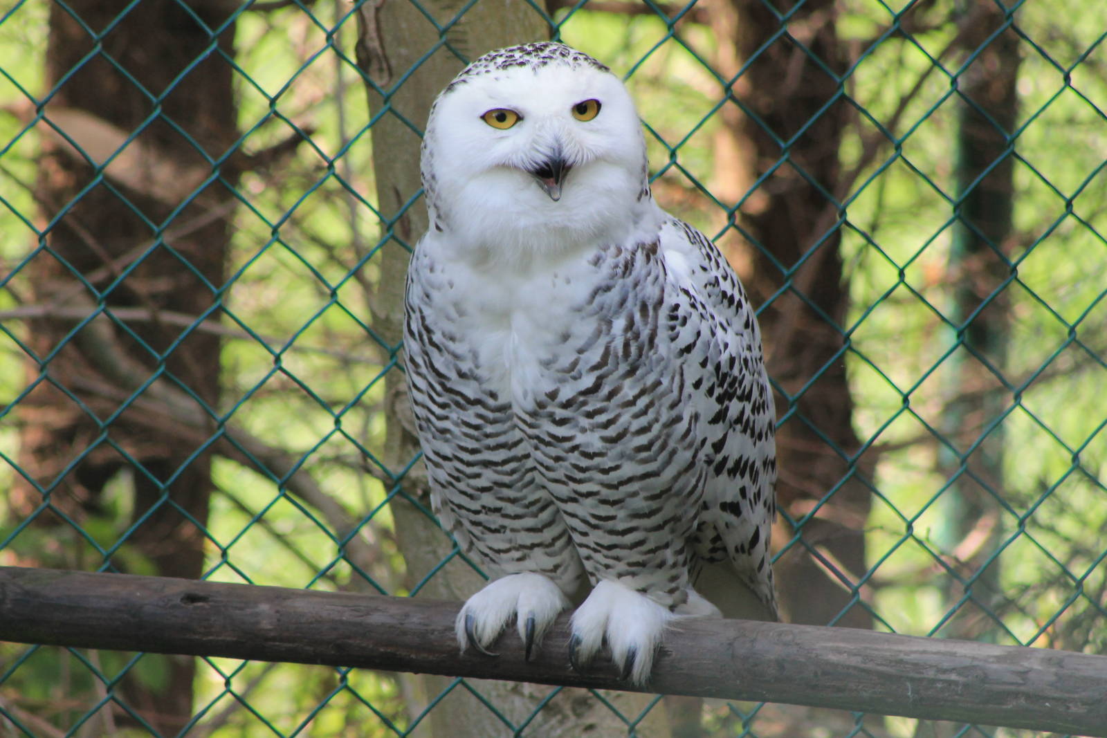 snowy owl