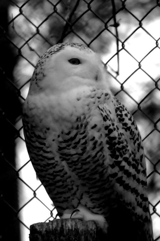 snowy owl