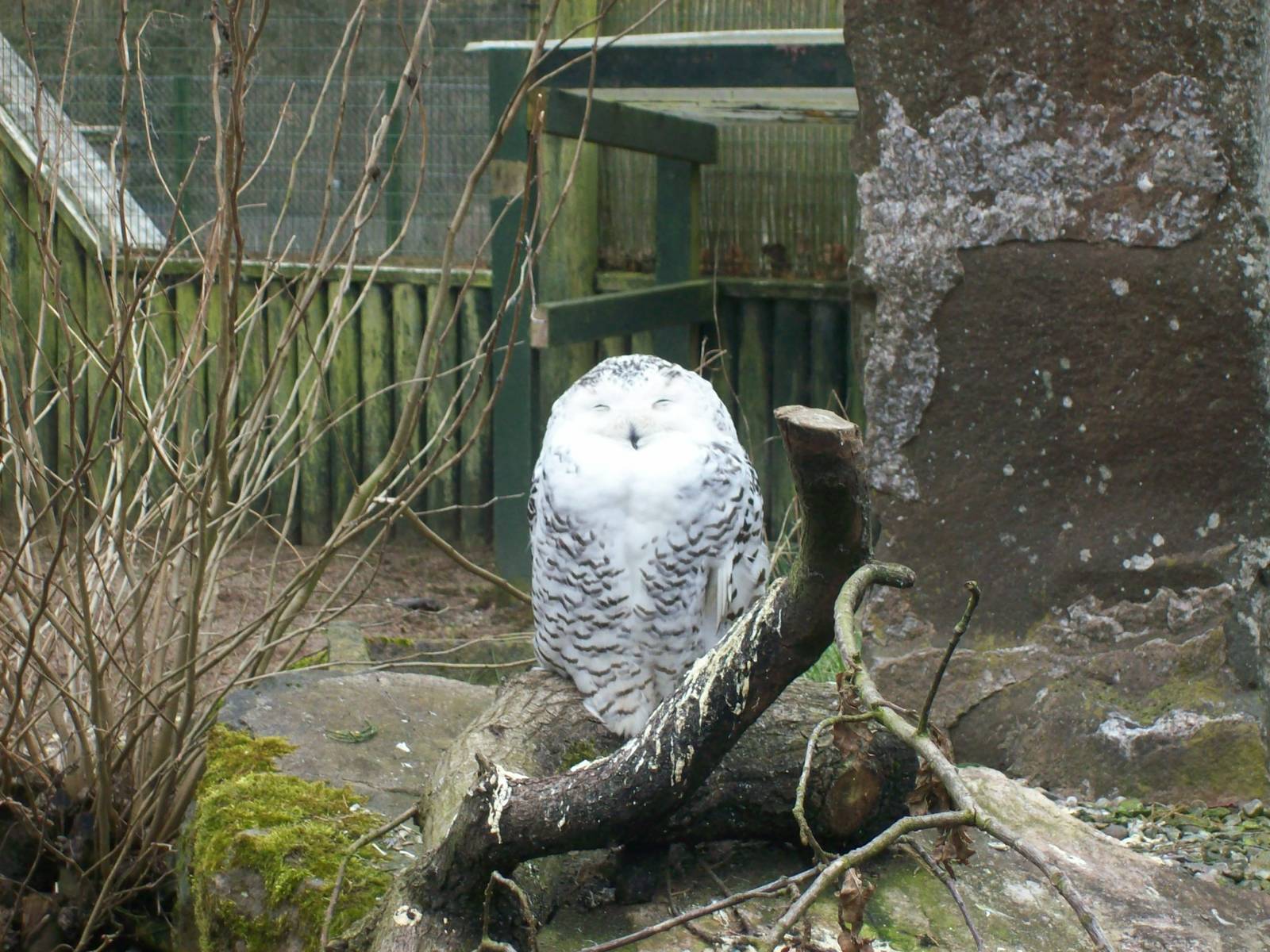 Snowy owl