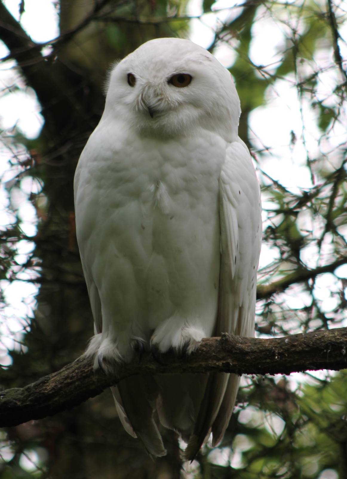 snowy owl