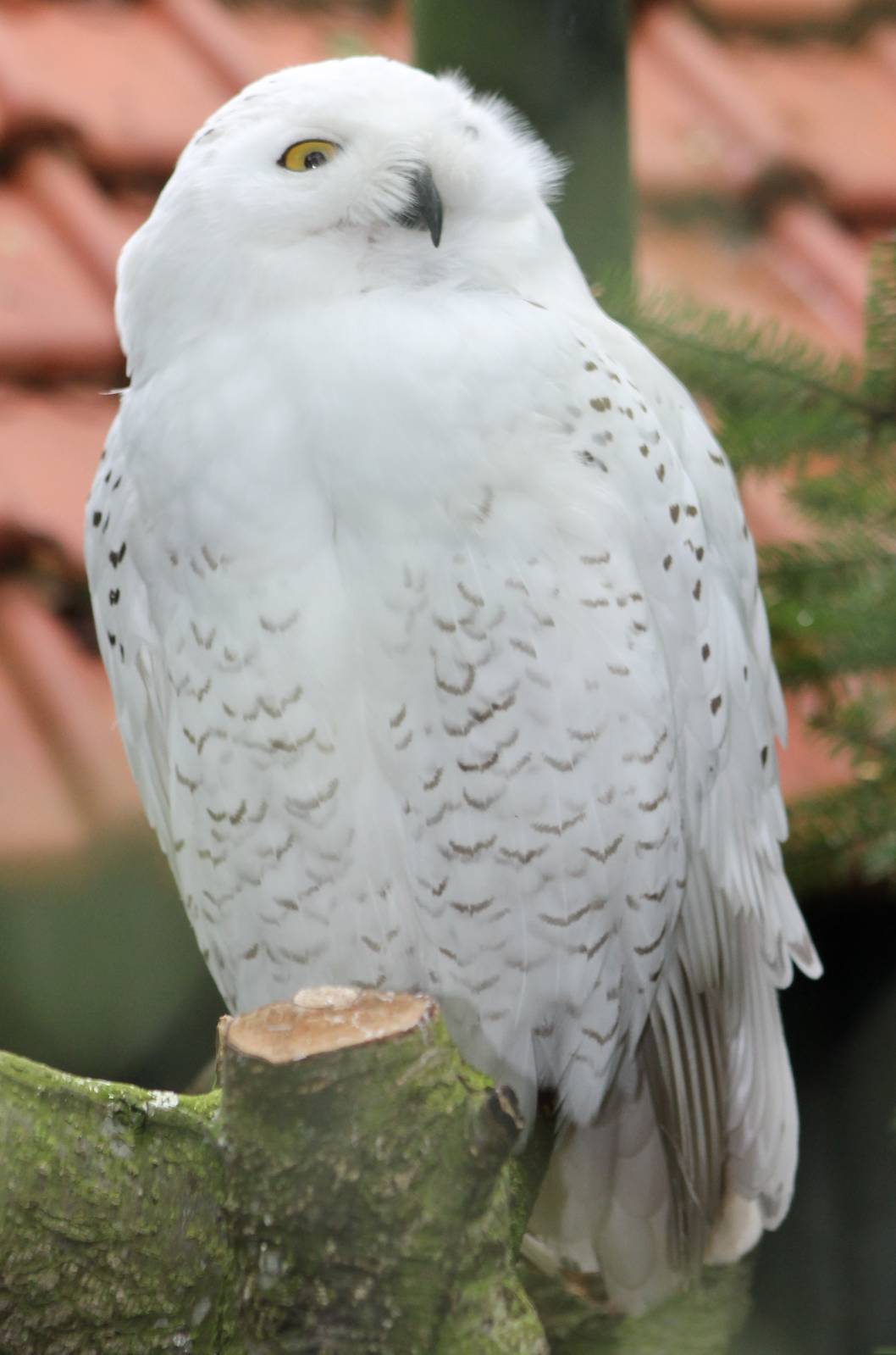 Snowy owl