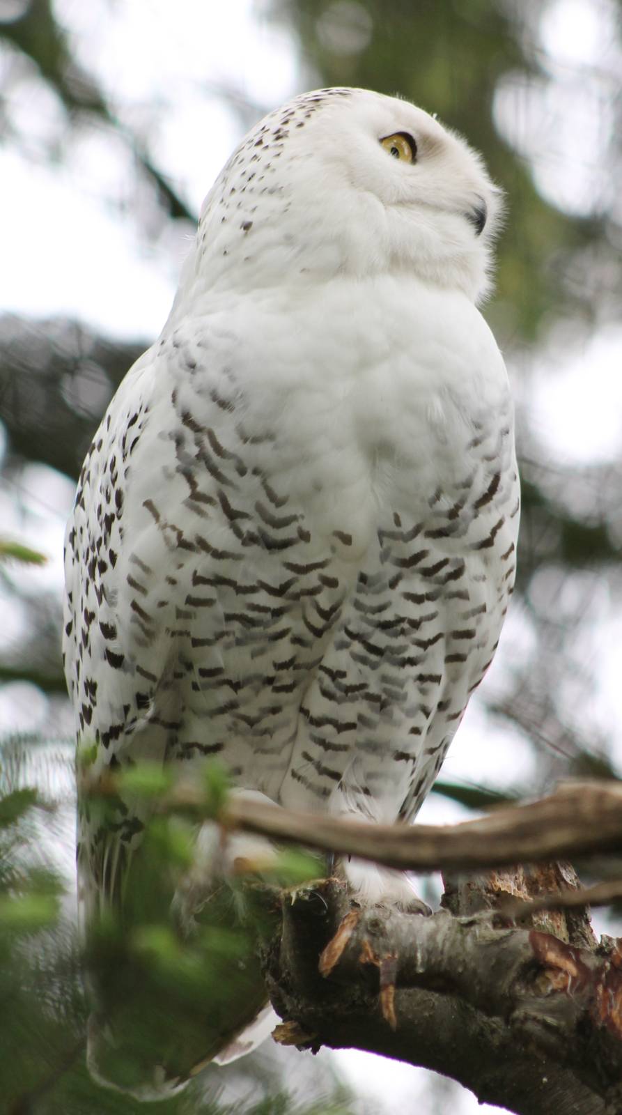 Snowy owl