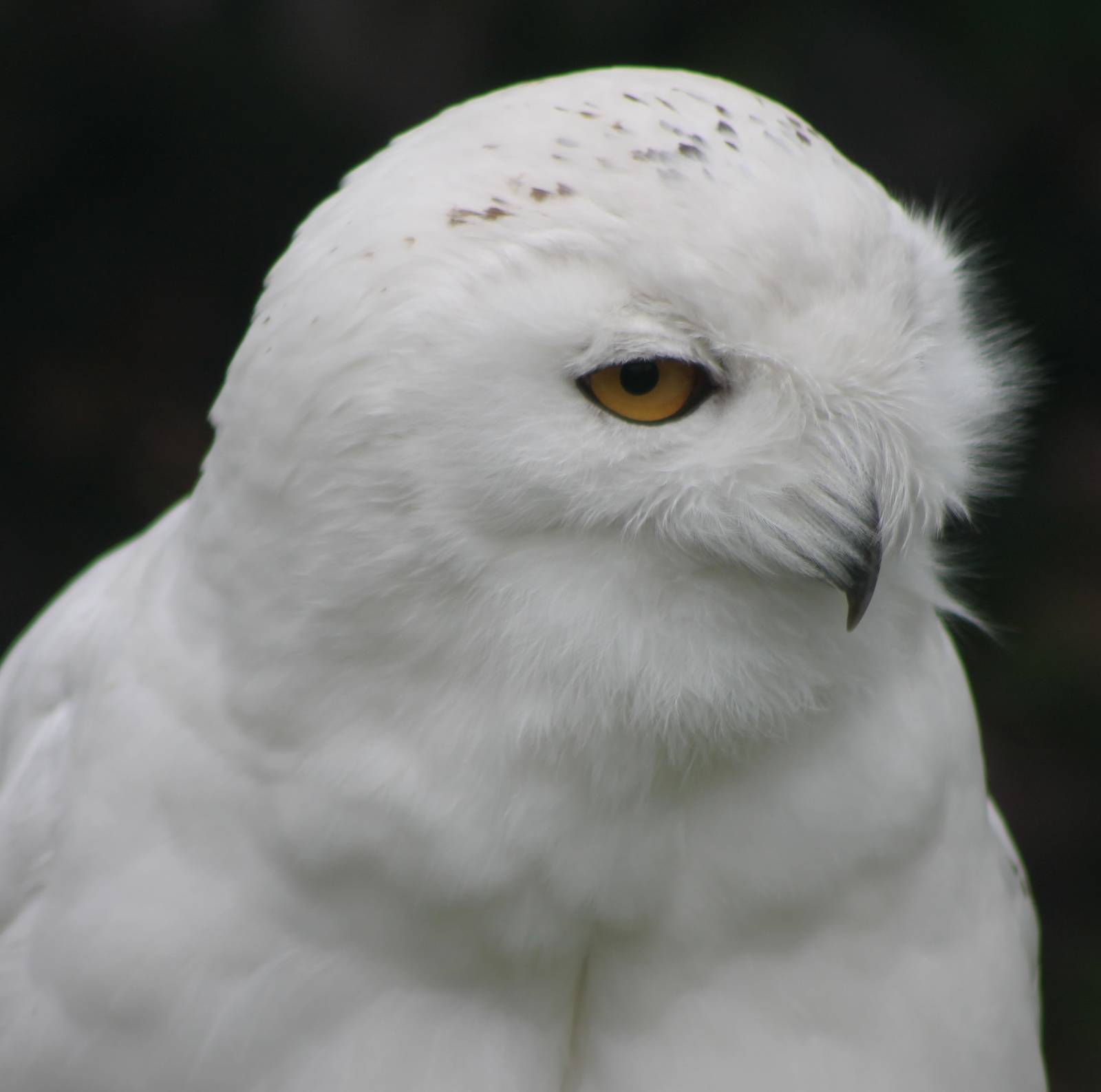 Snowy owl