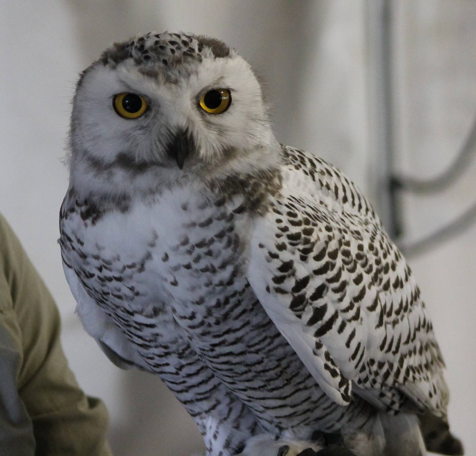 Snowy owl