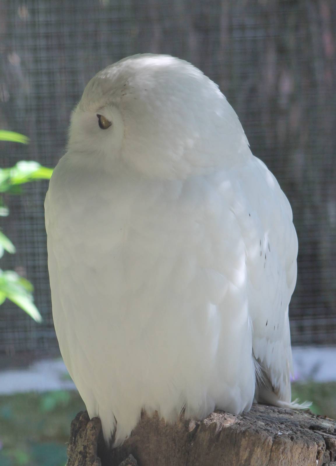 Snowy owl