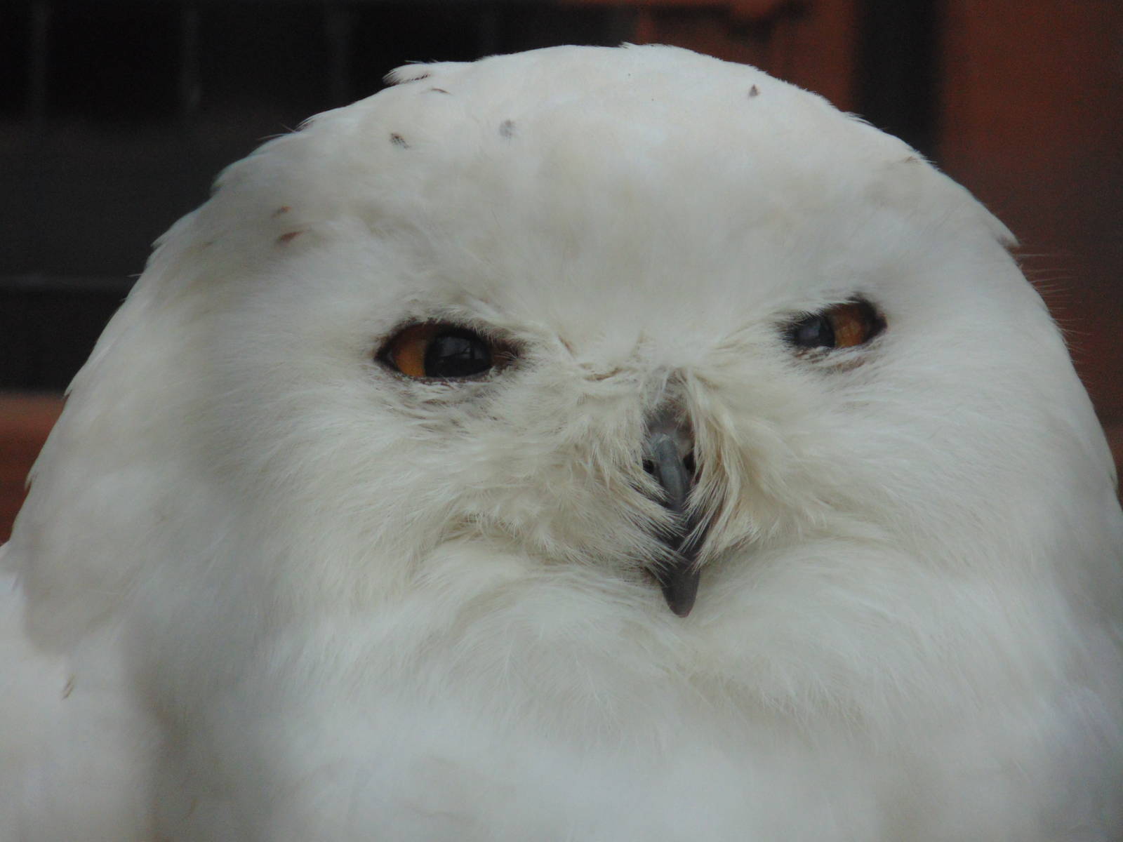 Snowy Owl