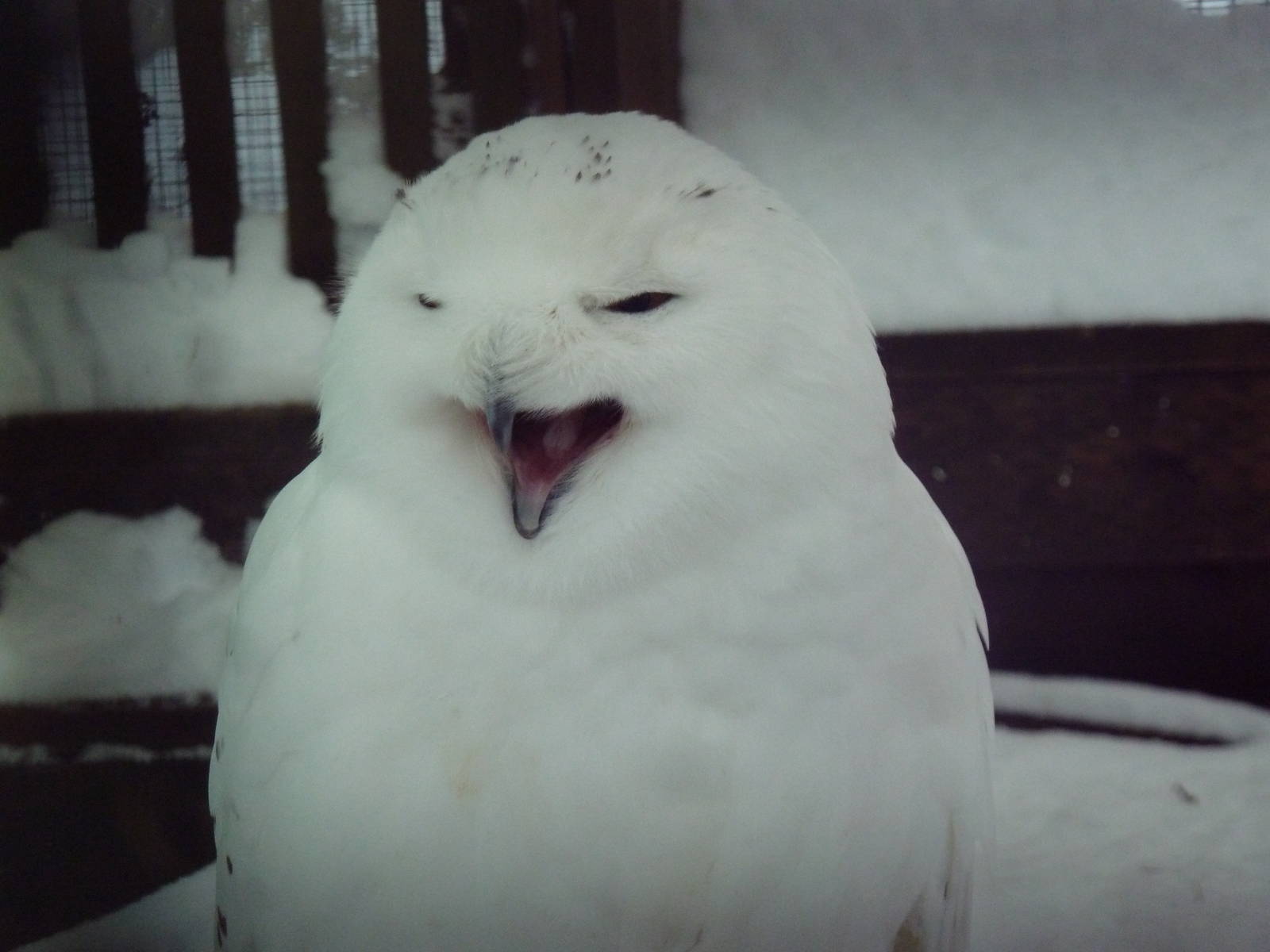 Snowy Owl