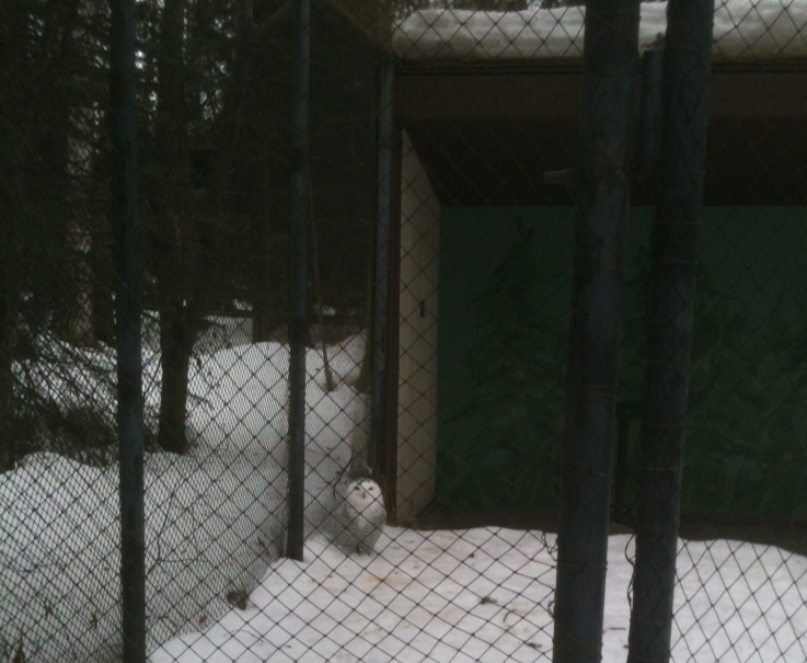 Snowy Owl