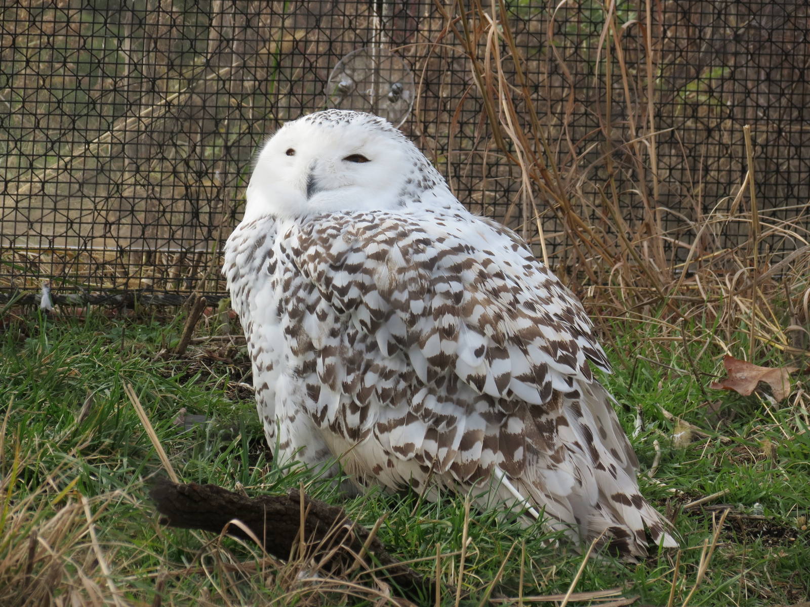 Snowy Owl