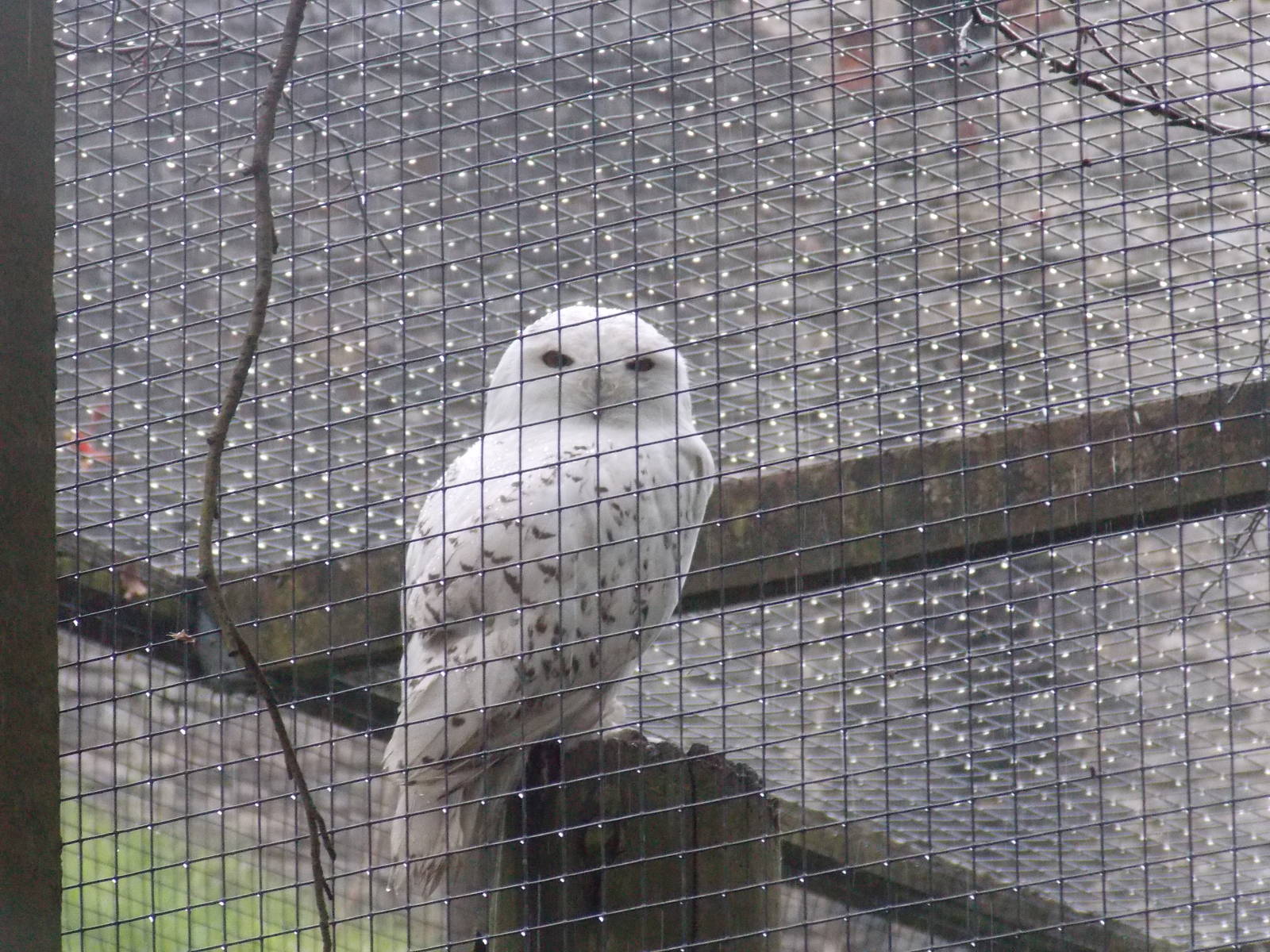 Snowy Owl