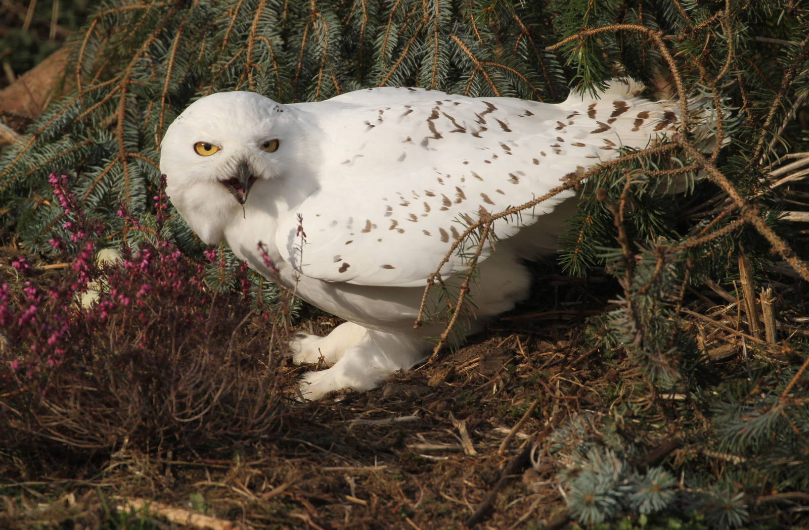 Snowy Owl