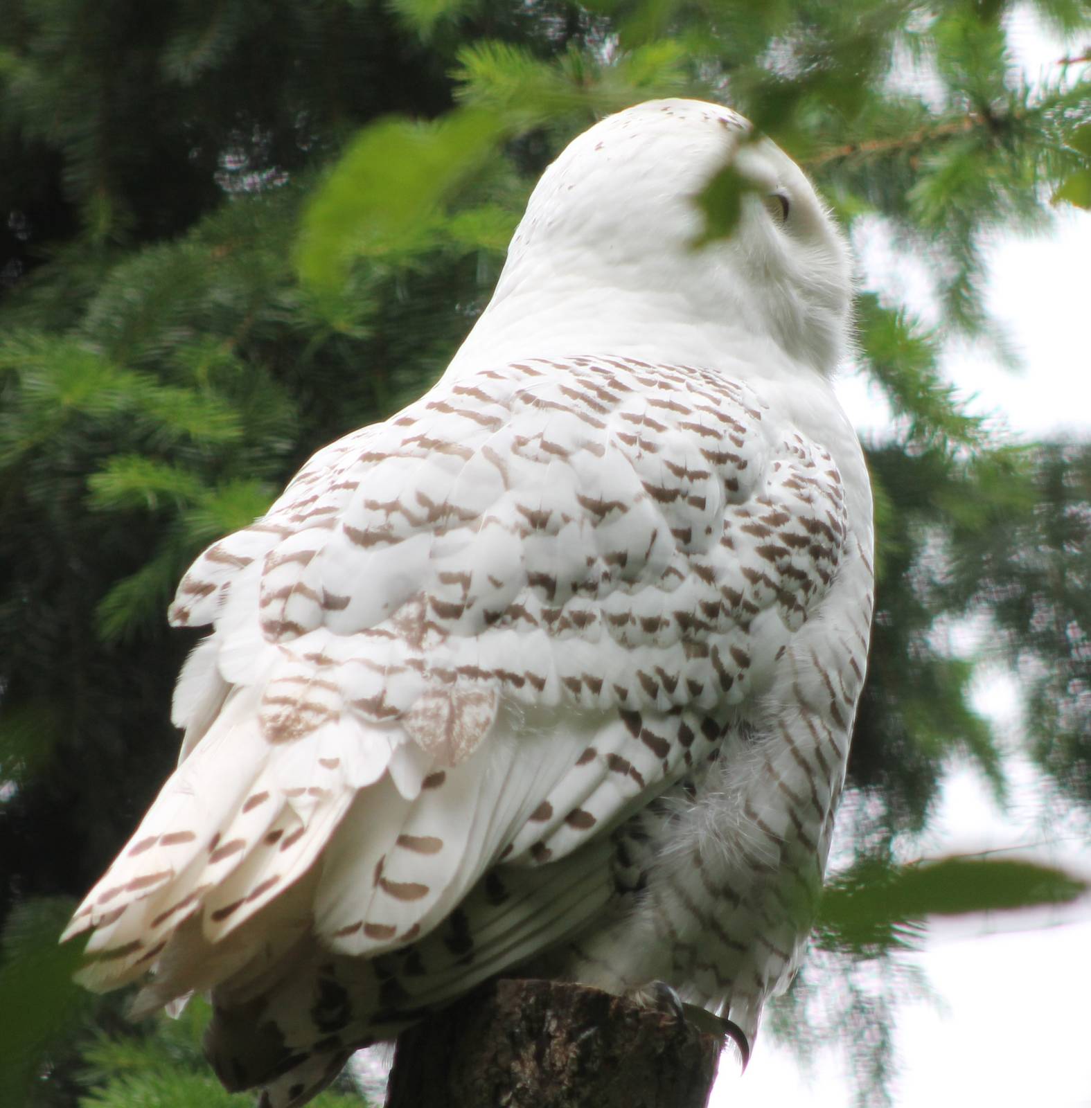 Snowy owl