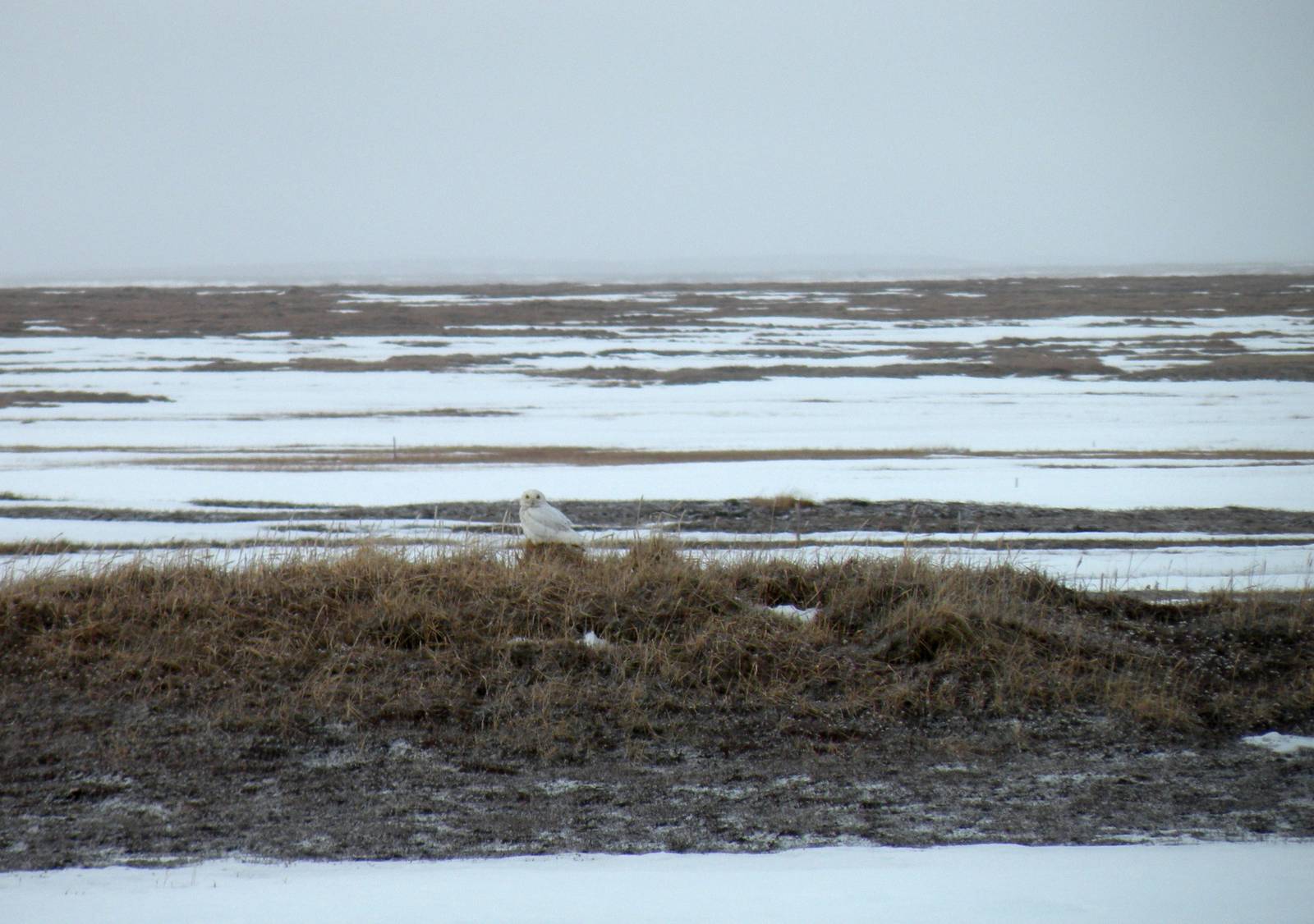 Snowy Owl