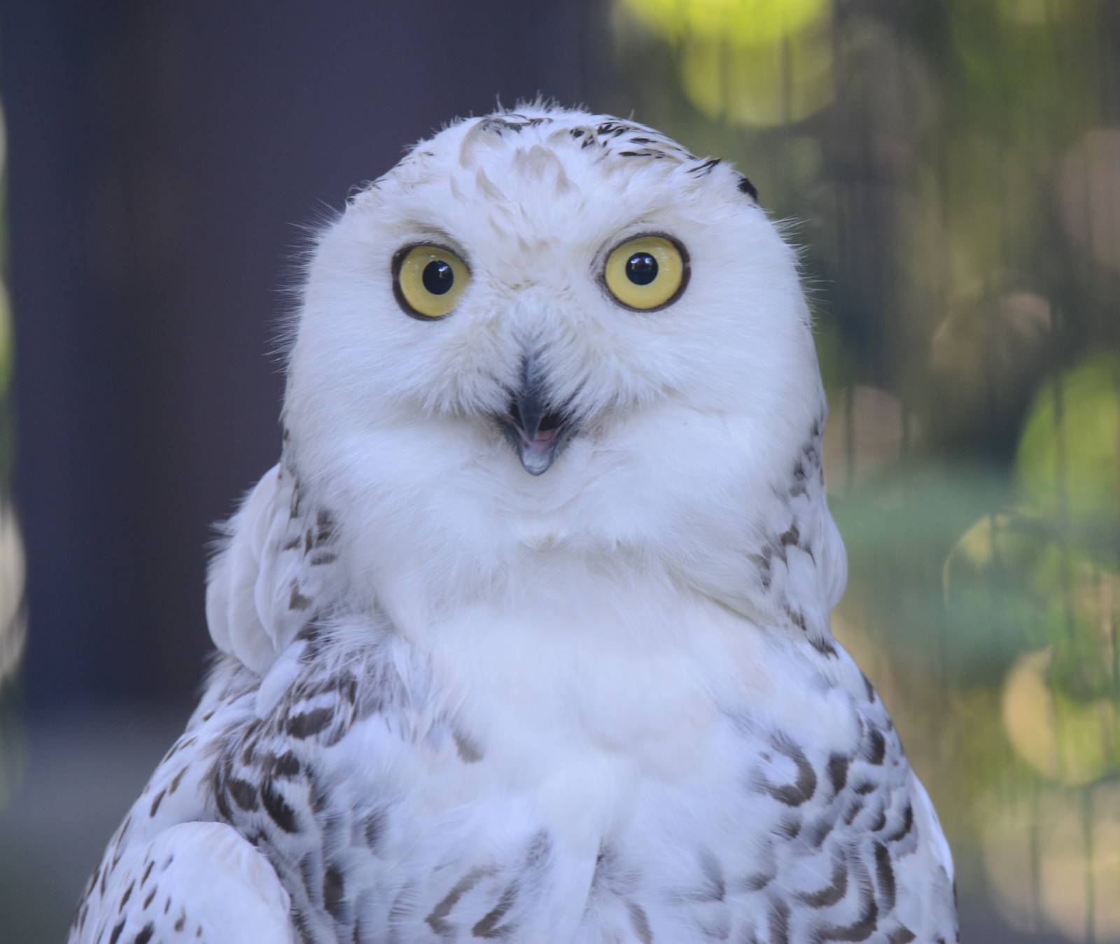 Snowy owl