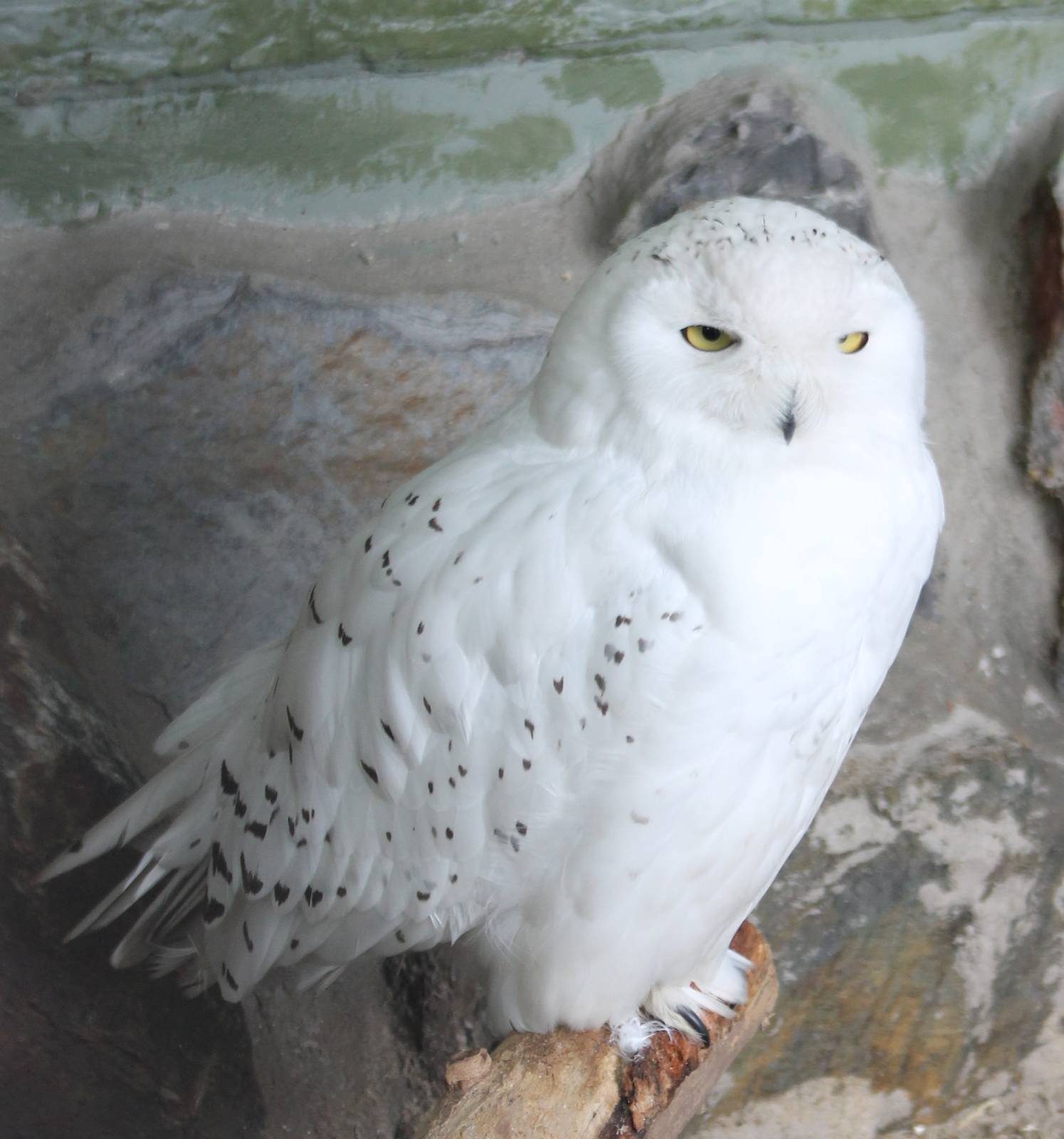 Snowy owl