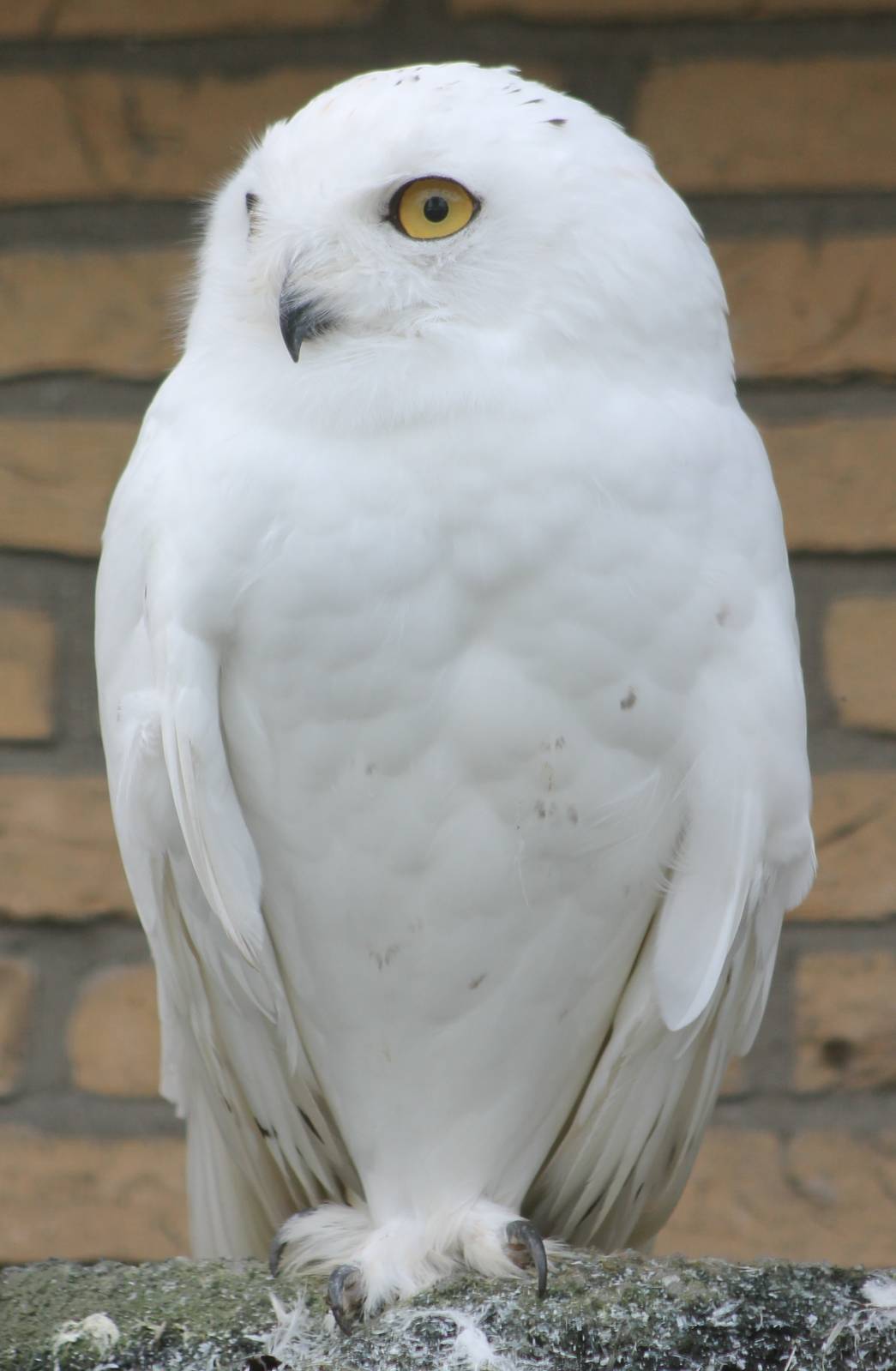 Snowy owl