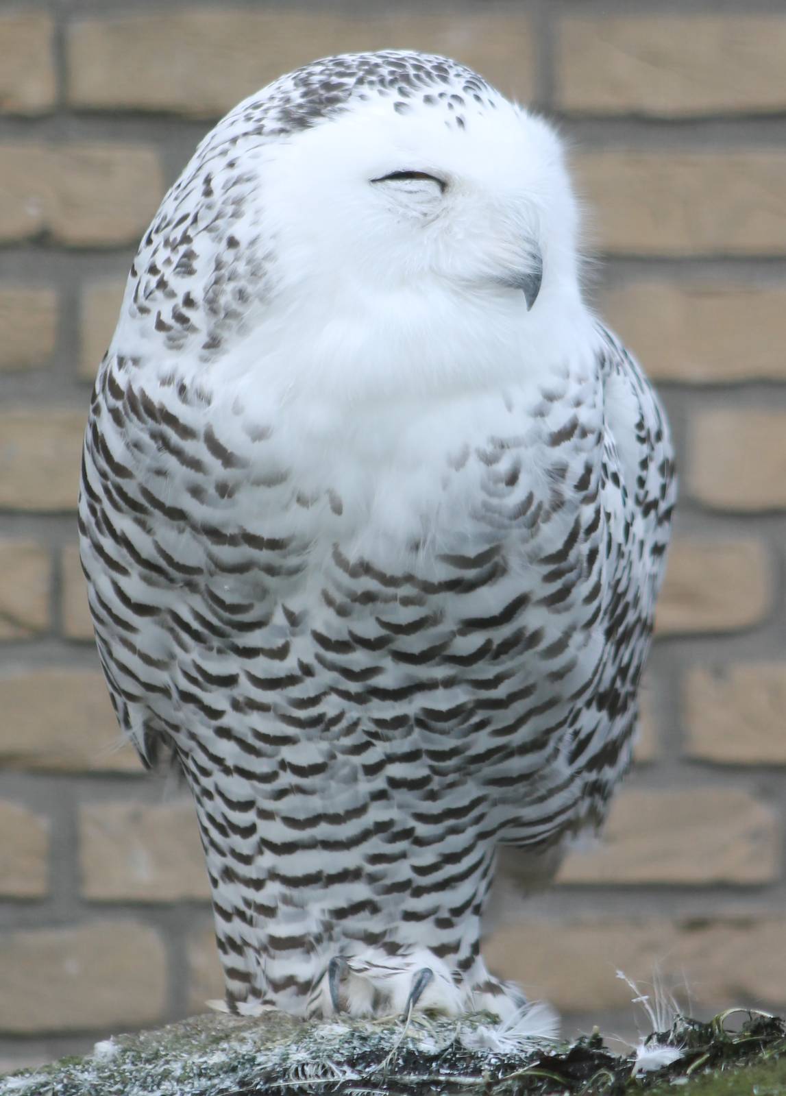 Snowy owl