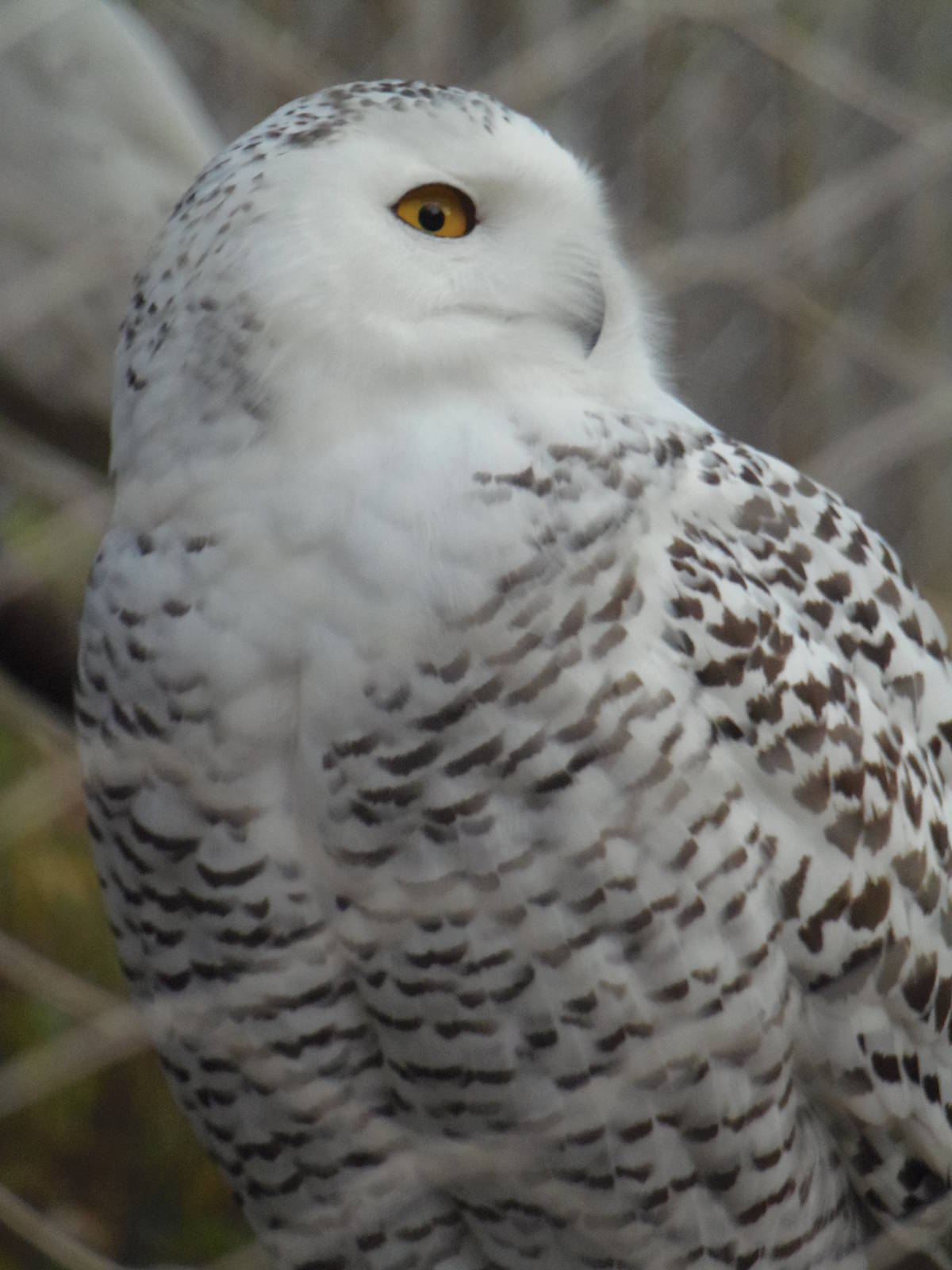 Snowy Owl