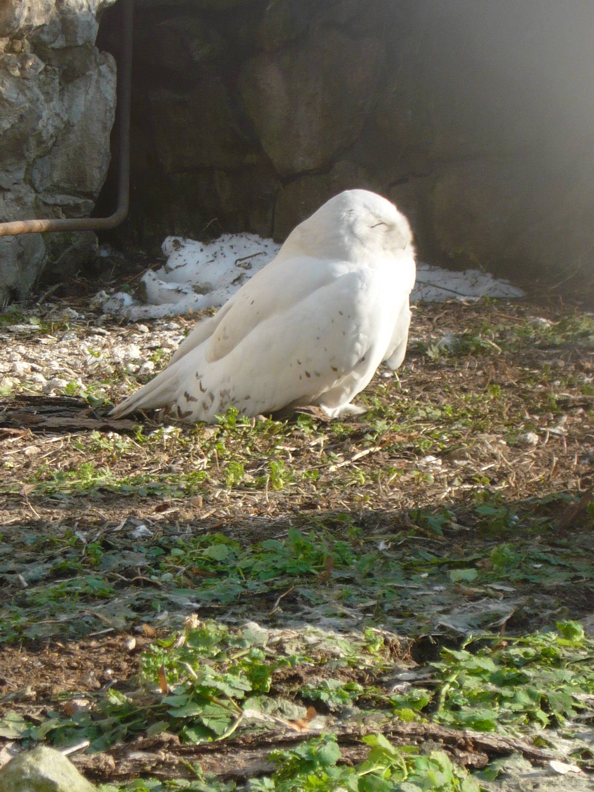 Snowy owl
